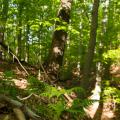 Mesic Mixed Hardwood Forest